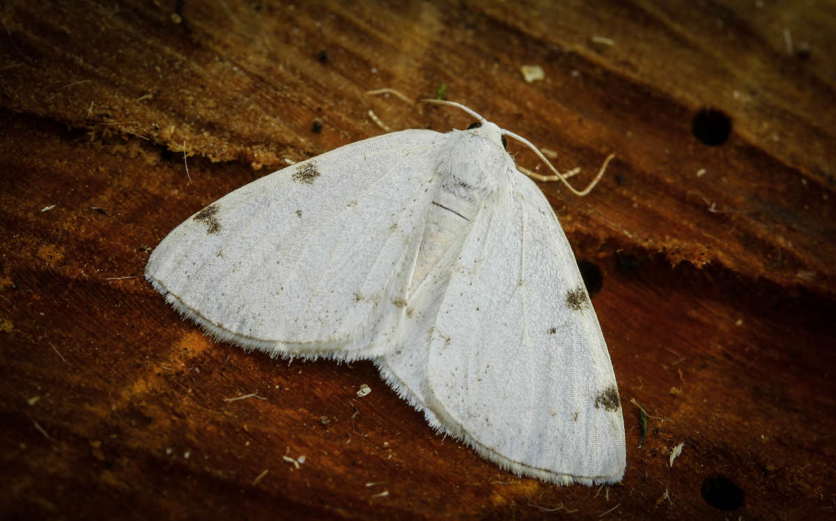 White-pinion Spotted (Lomographa bimaculata) photographed in Kent by Carol Strafford 