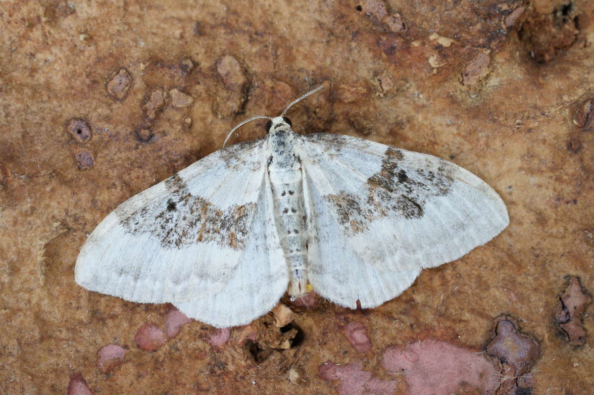 Silver-ground Carpet (Xanthorhoe montanata) photographed at Aylesham  by Dave Shenton 