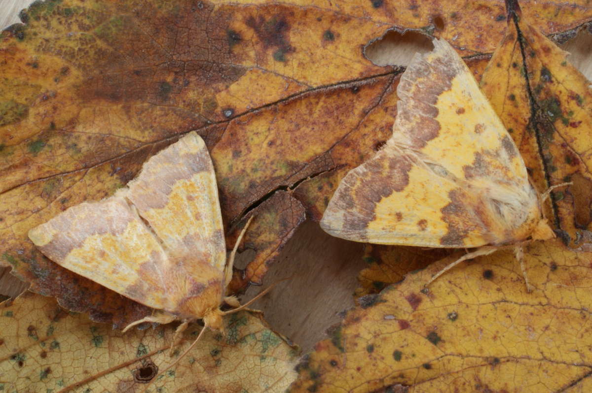 Barred Sallow (Tiliacea aurago) photographed in Kent by Dave Shenton 