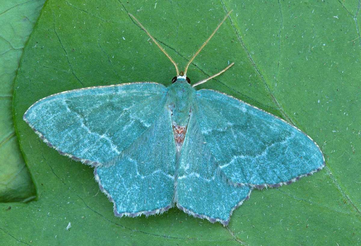 Common Emerald (Hemithea aestivaria) photographed at Boughton-under-Blean by Peter Maton 