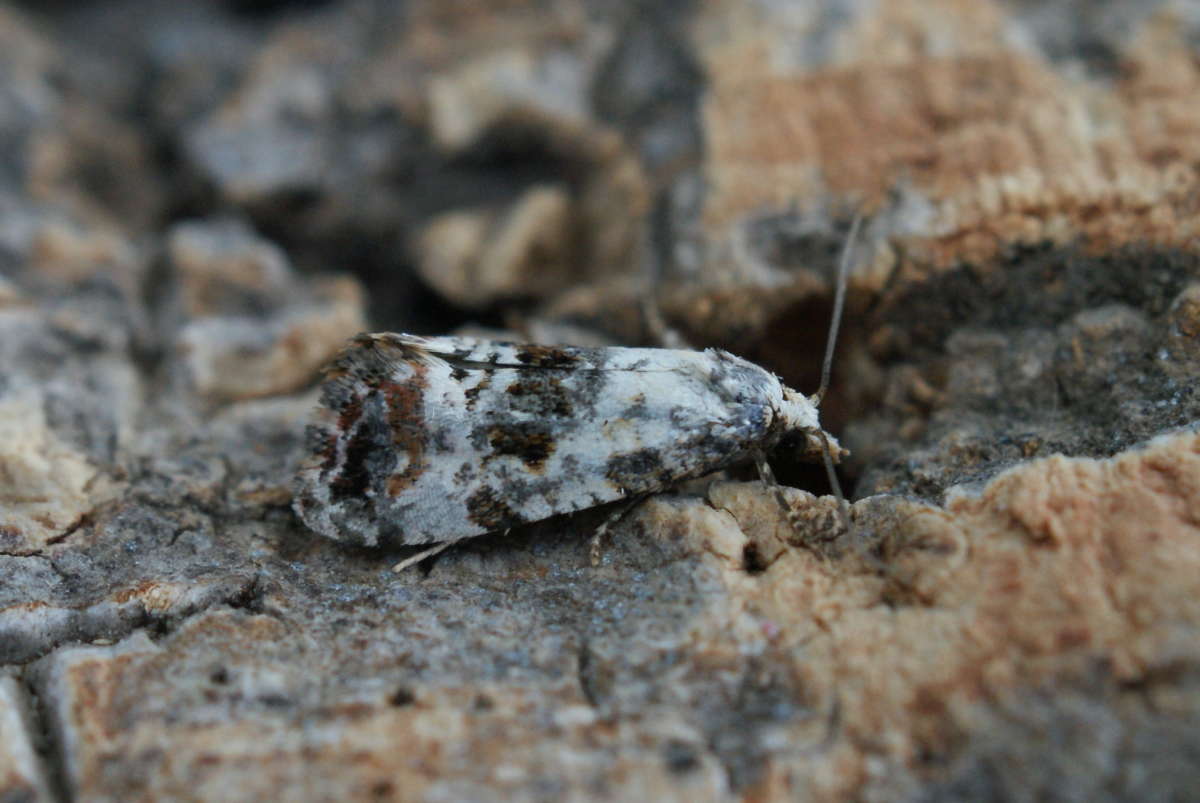 White-bodied Conch (Cochylis hybridella) photographed at Aylesham  by Dave Shenton 