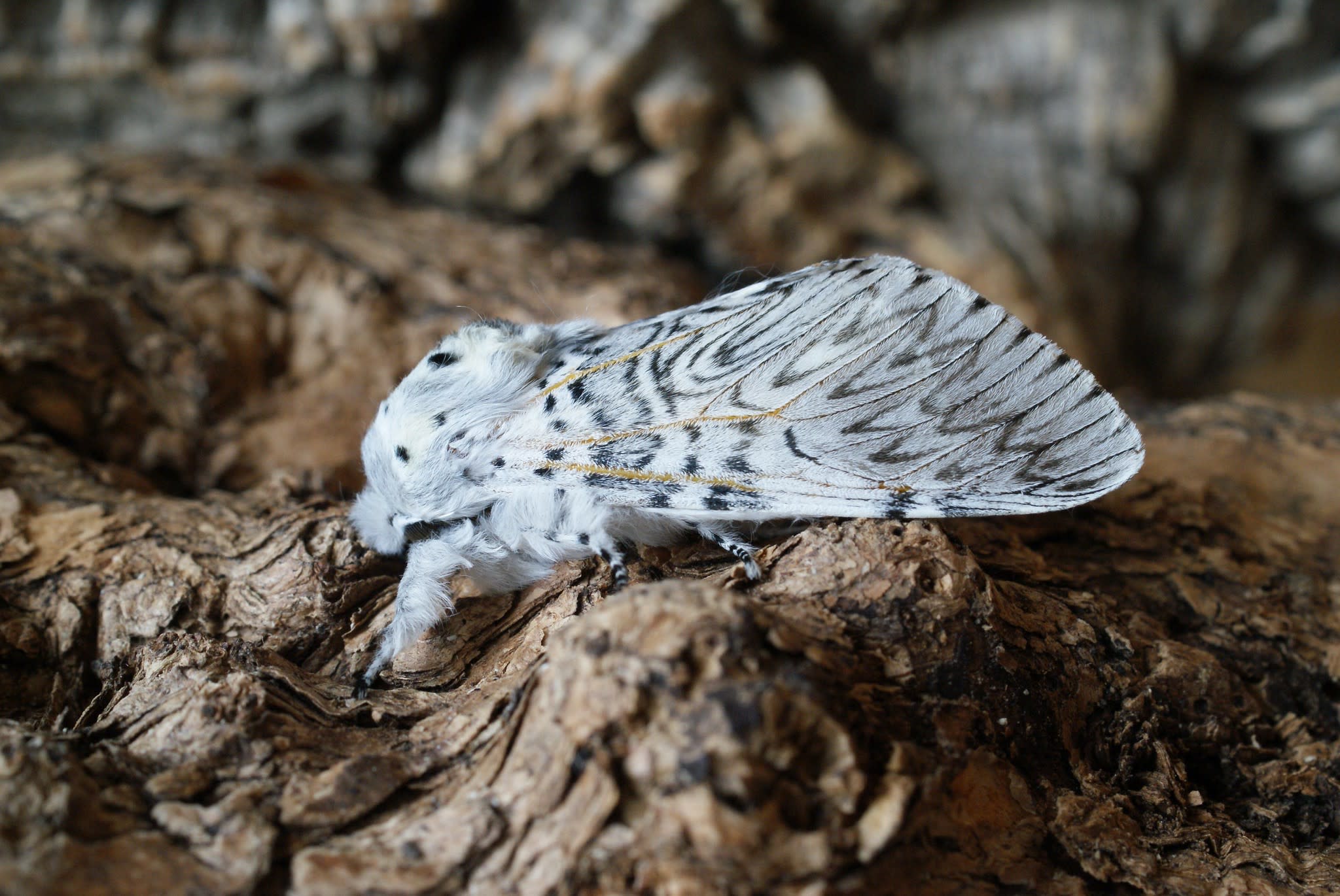 Puss Moth (Cerura vinula) photographed at Aylesham  by Dave Shenton