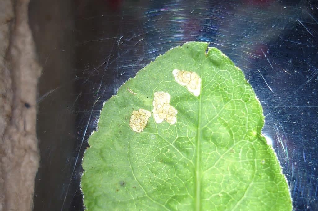 Daisy Case-bearer (Coleophora ramosella) photographed in Kent by Bob Arnfield