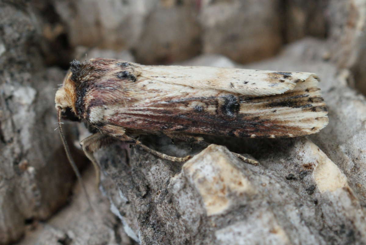 The Flame (Axylia putris) photographed at Aylesham  by Dave Shenton 