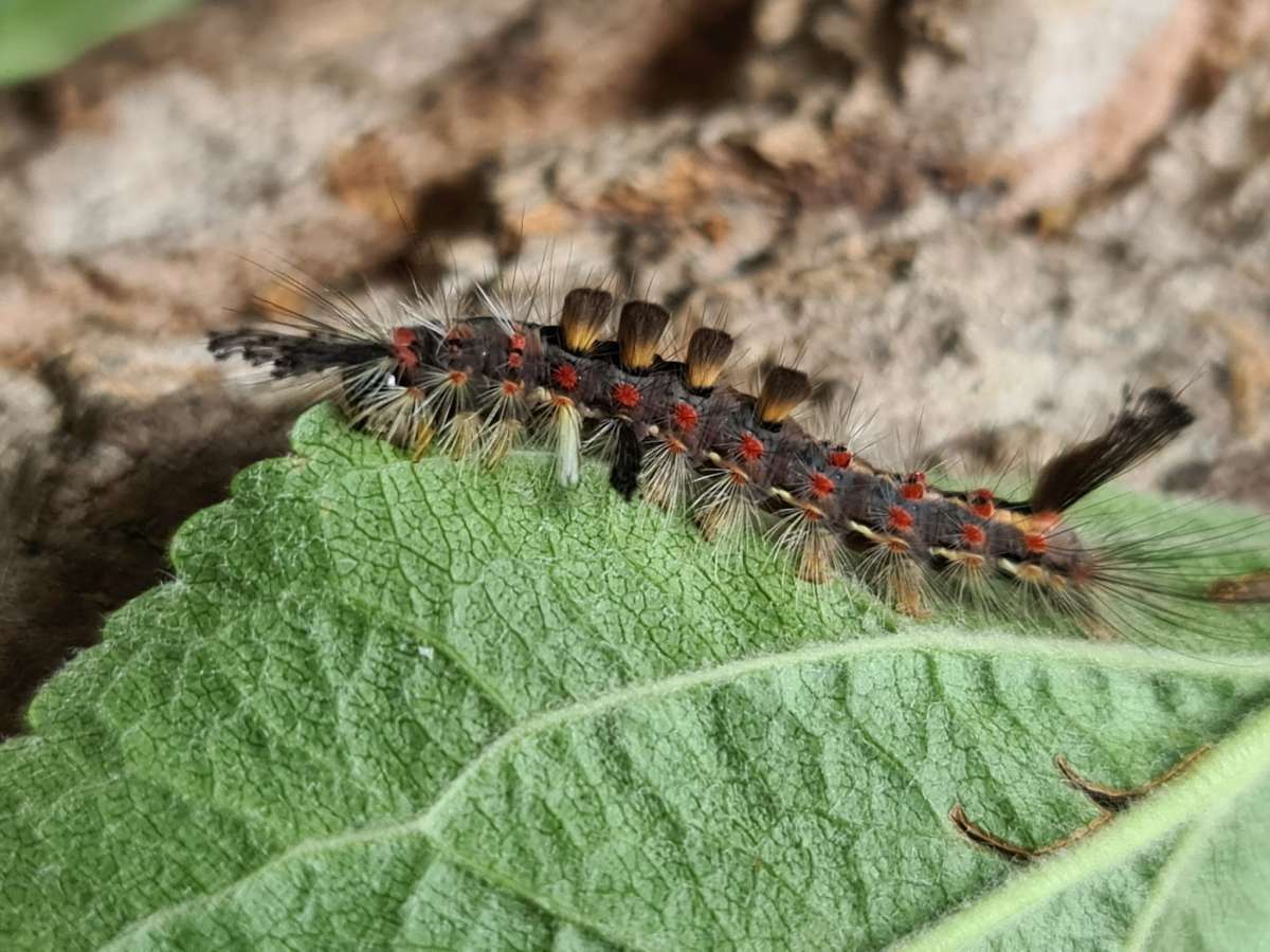 The Vapourer (Orgyia antiqua) photographed in Kent by Francesca Partridge 