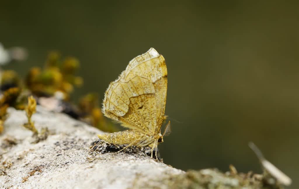 Little Thorn (Cepphis advenaria) photographed in Kent by Carol Strafford 