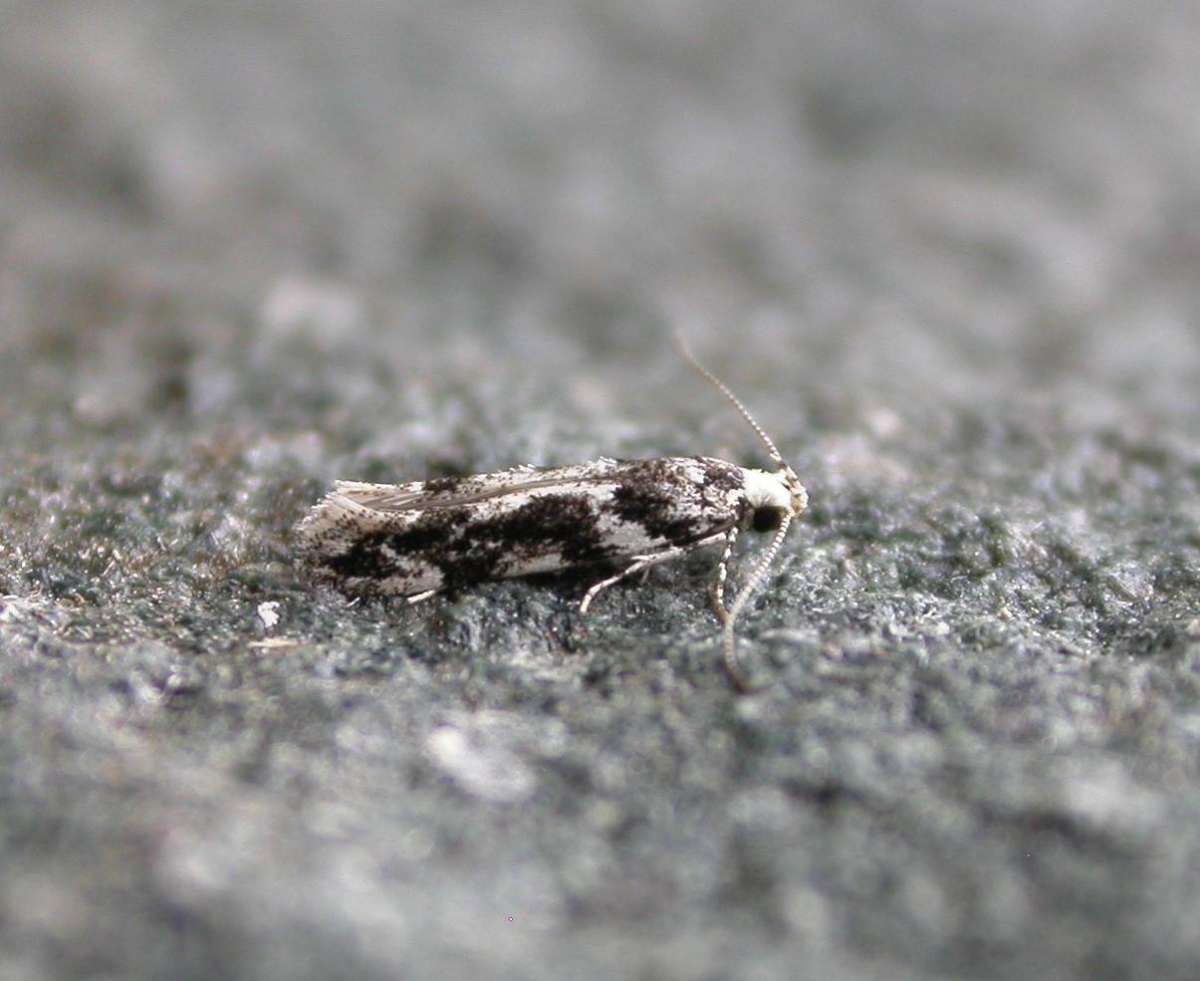 Wood Groundling (Parachronistis albiceps) photographed in Kent by Ross Newham