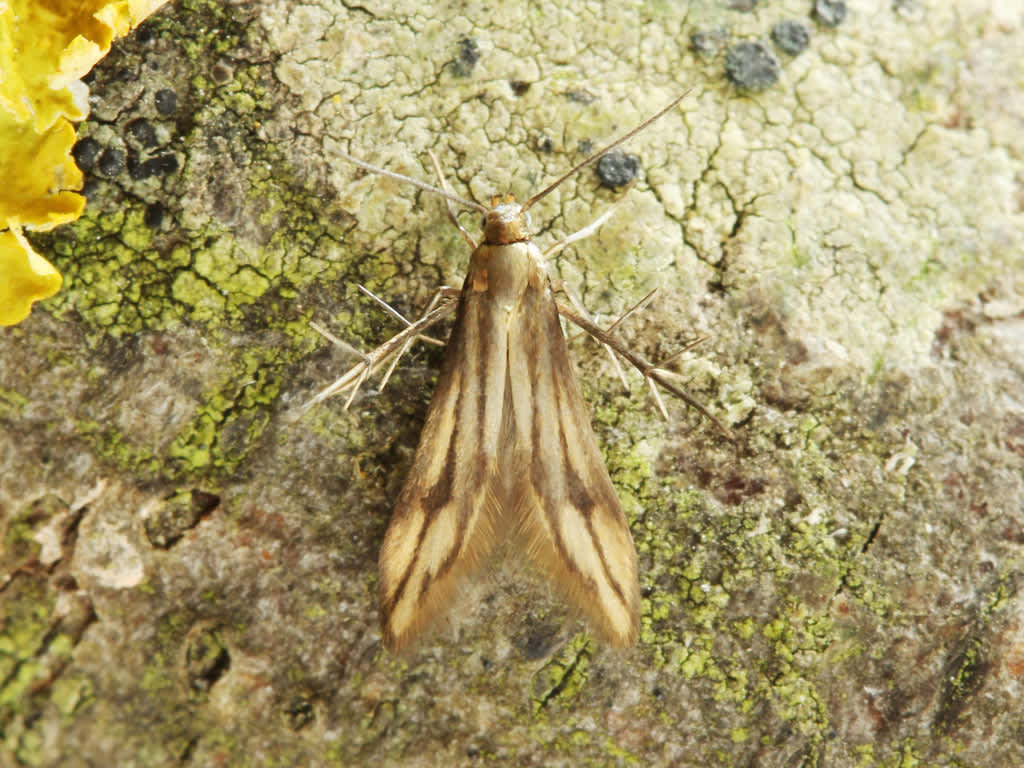 Bramble False-feather (Schreckensteinia festaliella) photographed in Kent by D Beadle