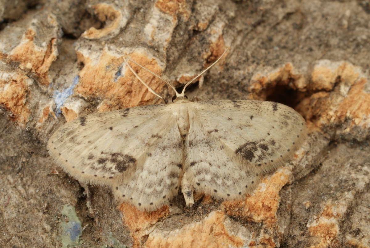 Single-dotted Wave (Idaea dimidiata) photographed at Aylesham  by Dave Shenton 