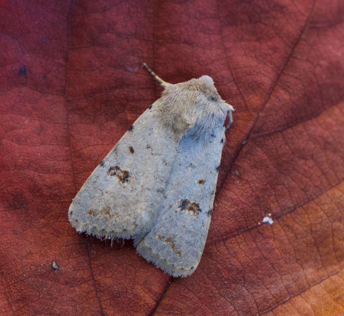 Clancy's Rustic (Caradrina kadenii) photographed at Whitstable  by Andy Taylor 