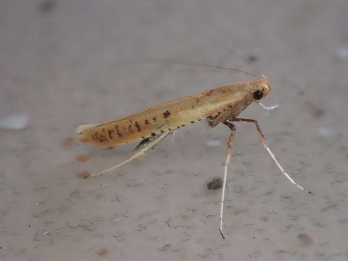 Red Birch Slender (Caloptilia betulicola) photographed in Kent by Dave Shenton 