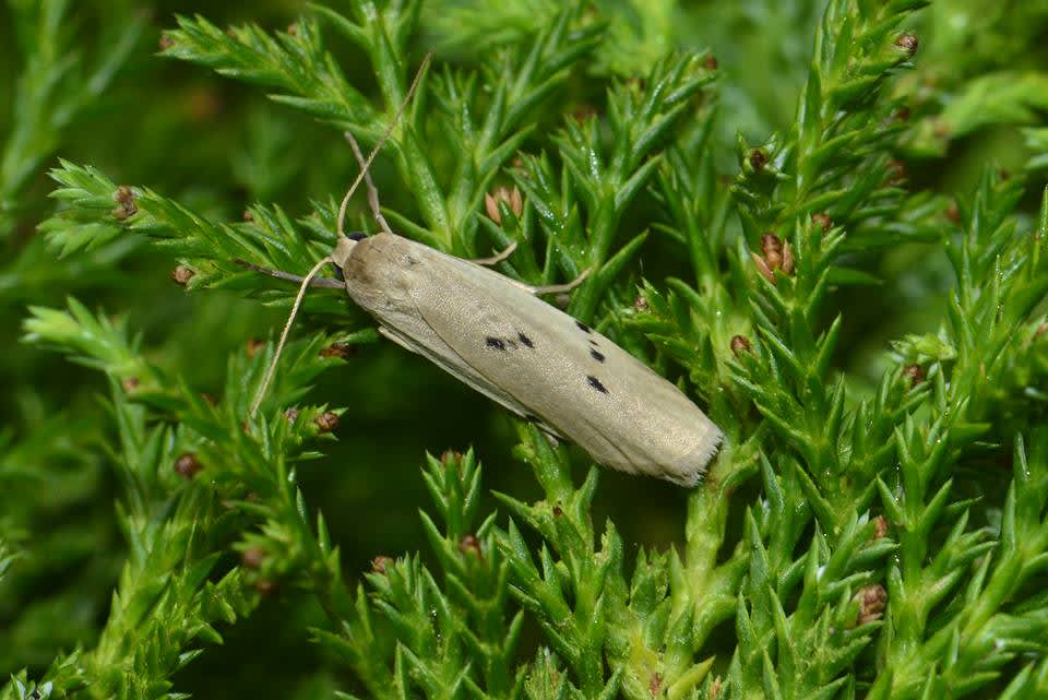 Dotted Footman (Pelosia muscerda) photographed in Kent by Simon Warry