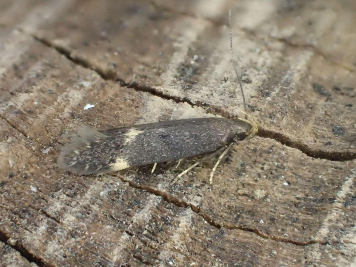 Two-spotted Neb (Oxypteryx atrella) photographed at Burnt Oak Wood by Dave Shenton 