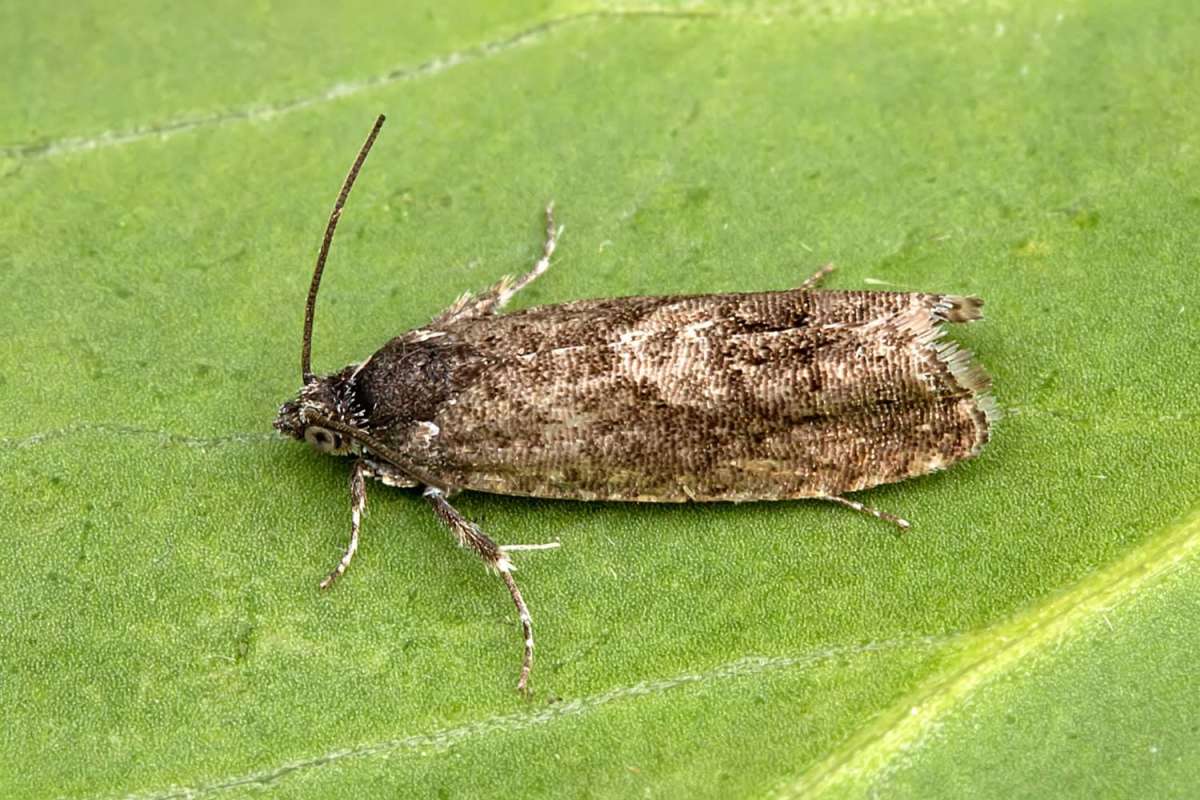 Early Oak Piercer (Pammene giganteana) photographed in Kent by Peter Maton 