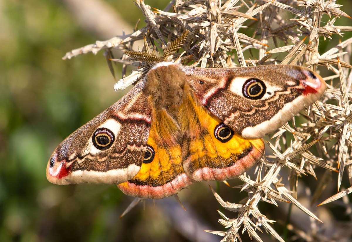 Emperor Moth (Saturnia pavonia) photographed at Seasalter  by Peter Maton 