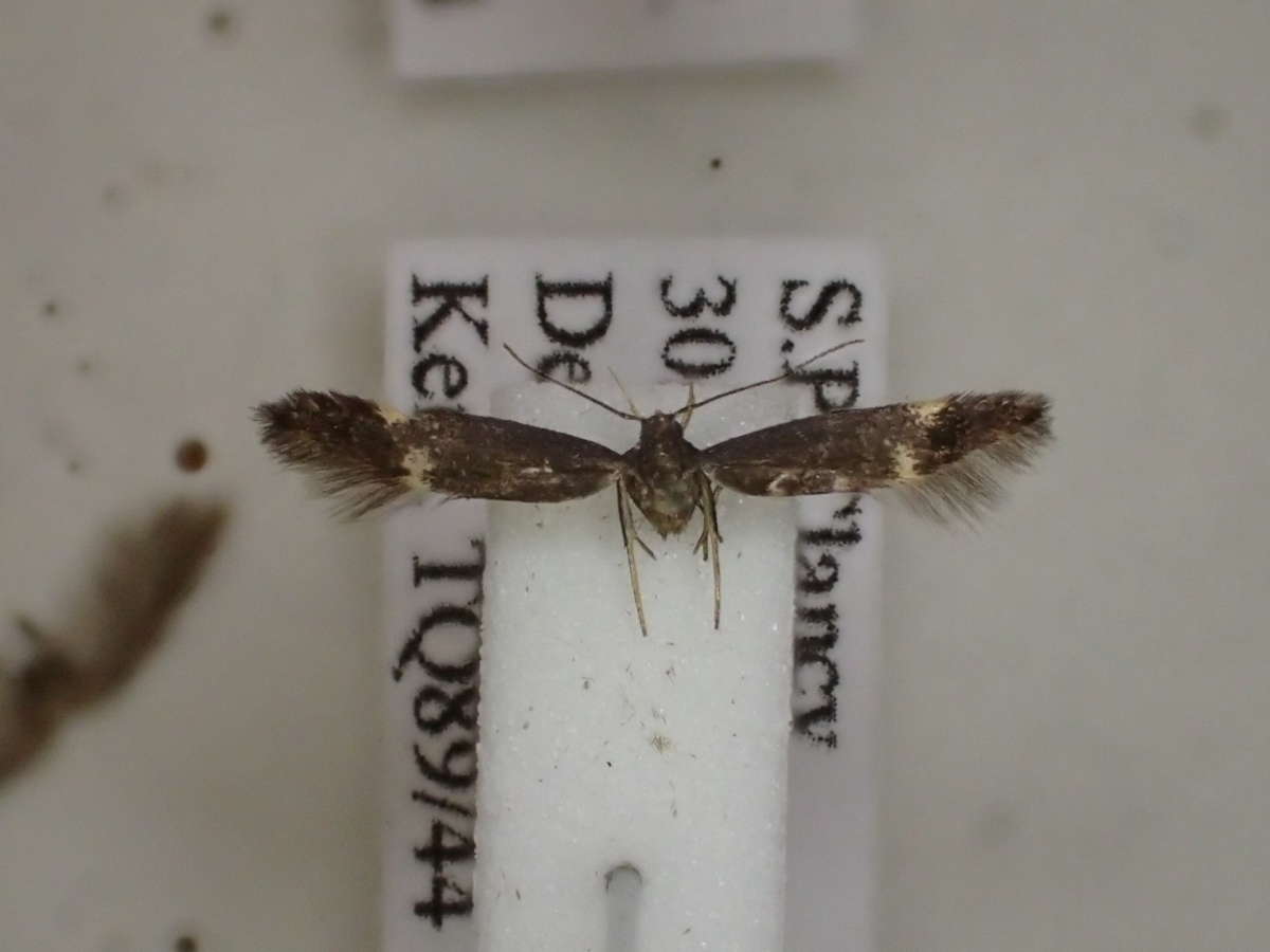 Two-spotted Neb (Oxypteryx atrella) photographed in Kent by Dave Shenton 