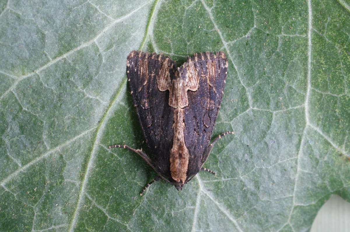 Bird's Wing (Dypterygia scabriuscula) photographed in Kent by Dave Shenton 