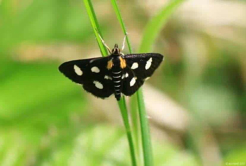 White-spotted Sable (Anania funebris) photographed at Bonsai Bank  by Su Reed