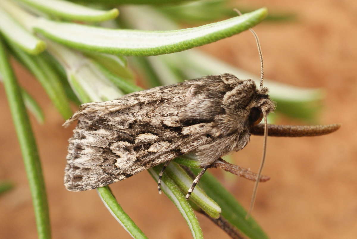 Early Grey (Xylocampa areola) photographed at Aylesham  by Dave Shenton 