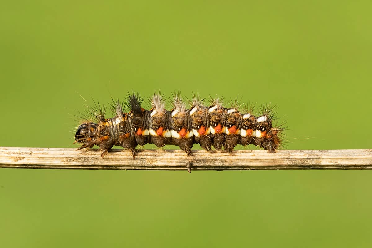 Knot Grass (Acronicta rumicis) photographed in Kent by Andrew Vidler