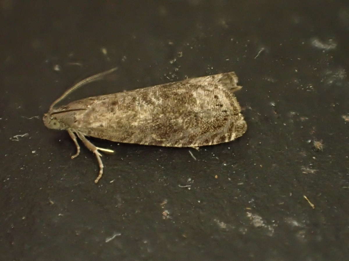 Plum Fruit Moth (Grapholita funebrana) photographed at Aylesham by Dave Shenton 