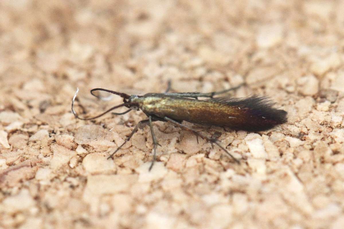 Clover Case-bearer (Coleophora alcyonipennella) photographed in Kent by Josh Jones 