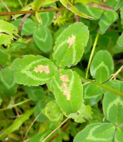 Clover Slender (Parectopa ononidis) photographed in Kent by Alan Stubbs