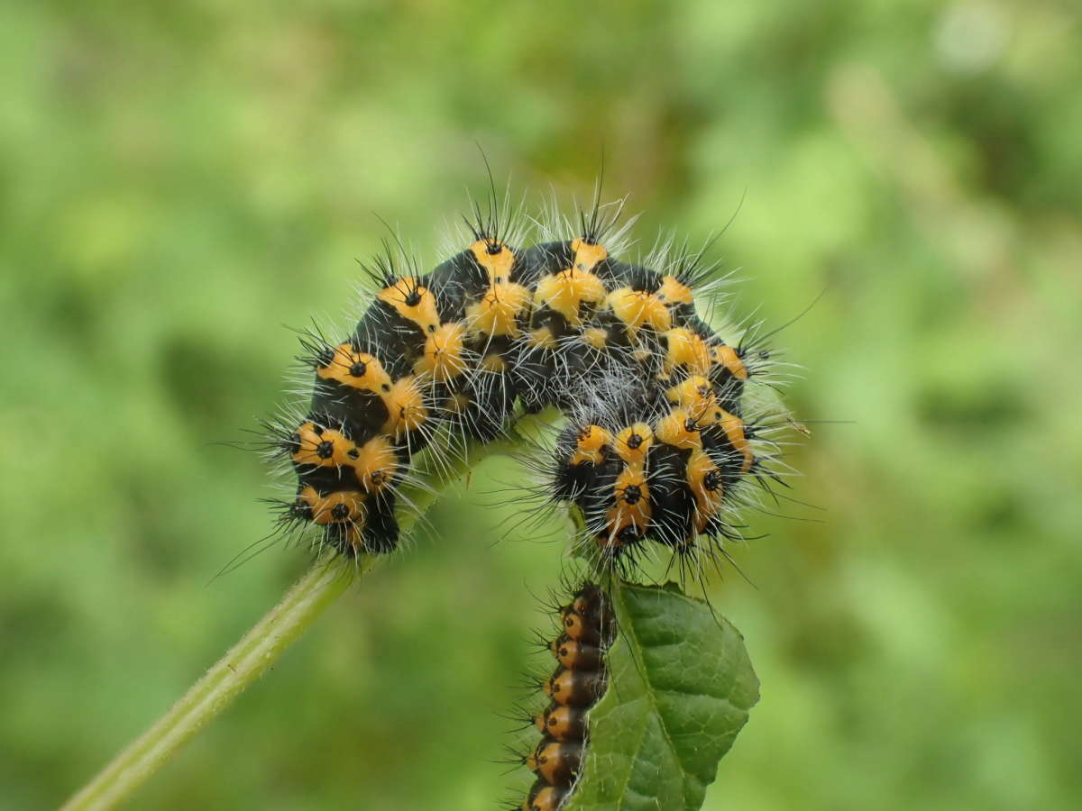 Emperor Moth (Saturnia pavonia) photographed at Monkton Nature Reserve  by Dave Shenton 