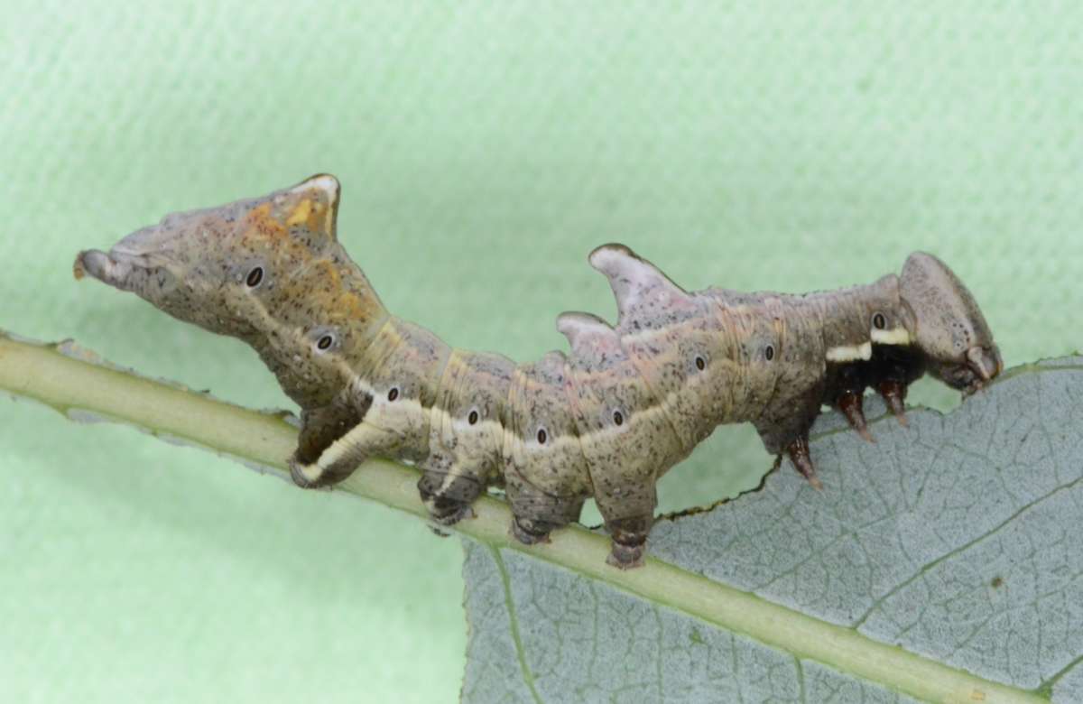 Pebble Prominent (Notodonta ziczac) photographed in Kent by Alan Stubbs 