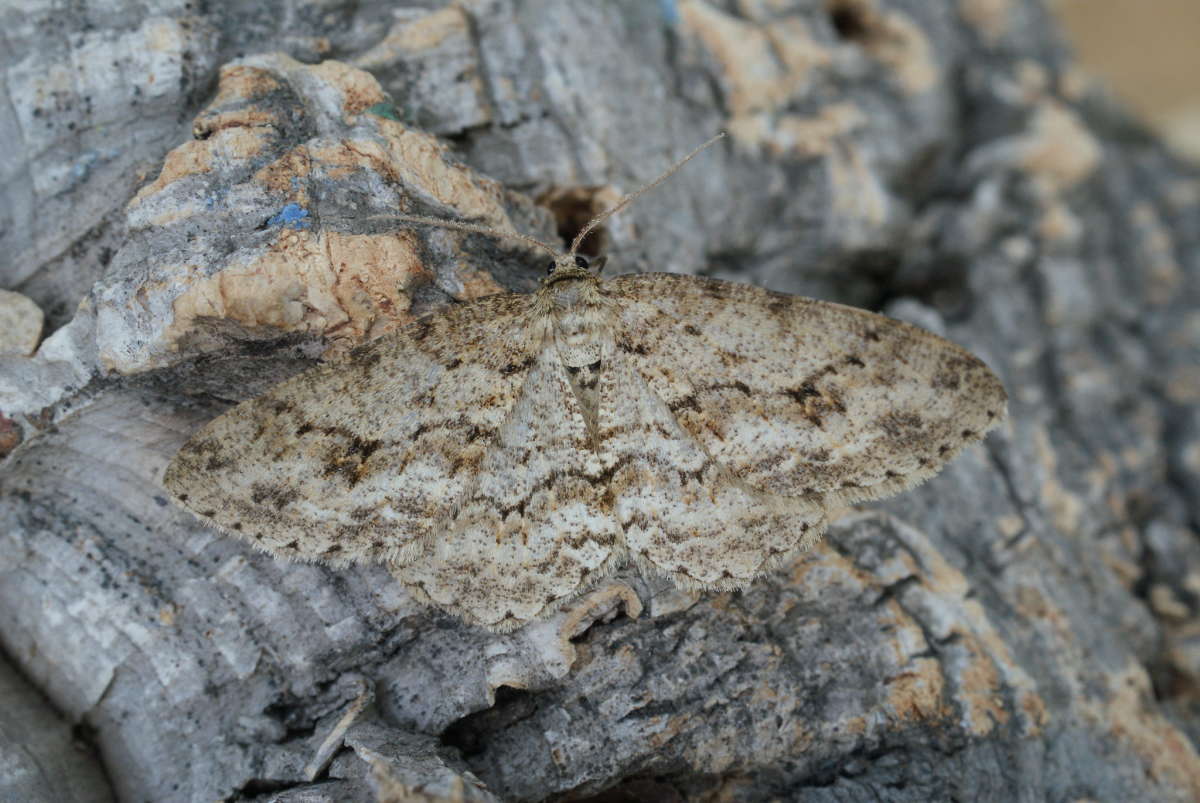 The Engrailed (Ectropis crepuscularia) photographed at Aylesham  by Dave Shenton 