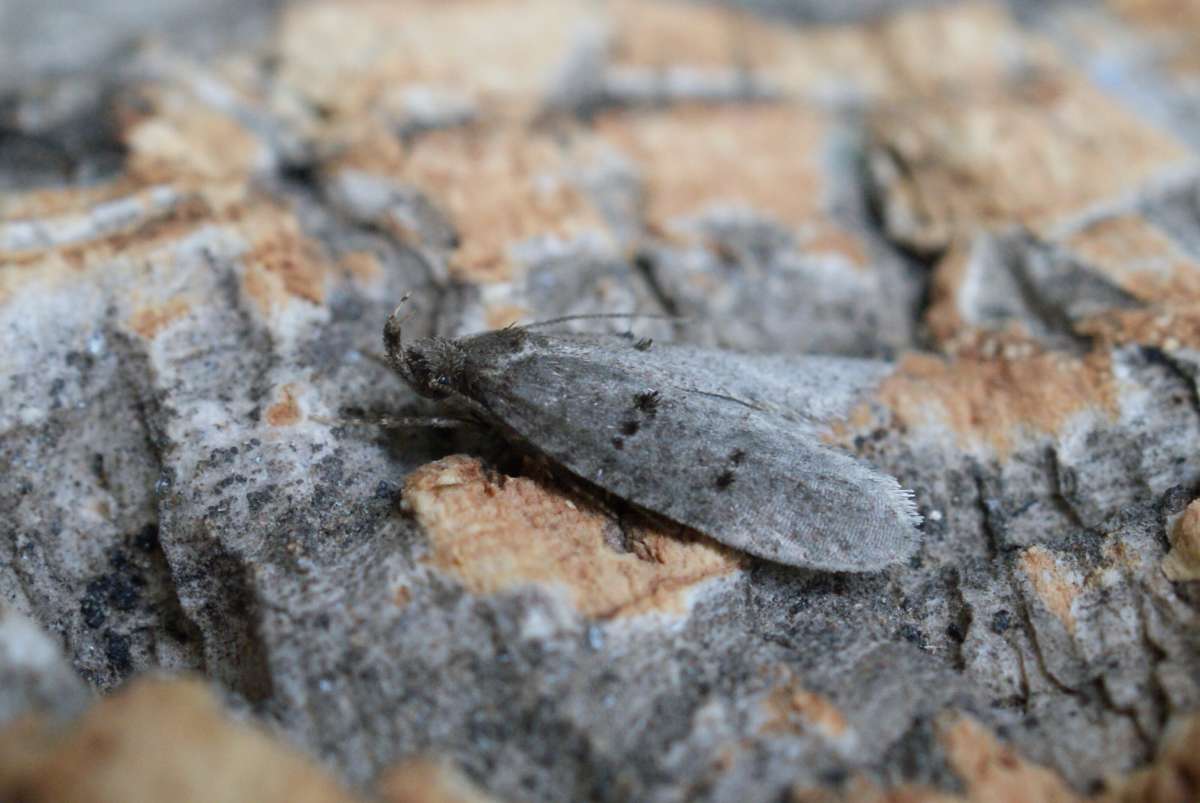 Sloe Flat-body (Luquetia lobella) photographed in Kent by Dave Shenton 