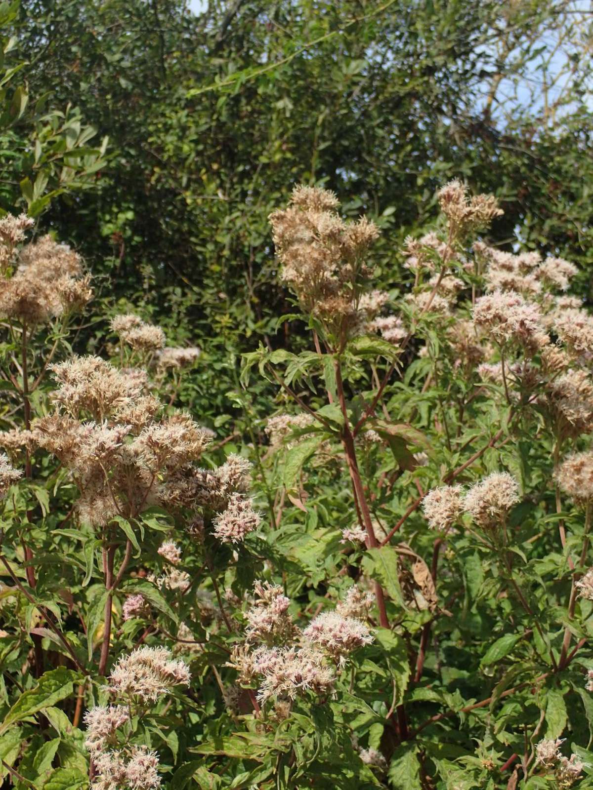 Hemp-agrimony Plume (Adaina microdactyla) photographed at Ruberries Wood by Dave Shenton 