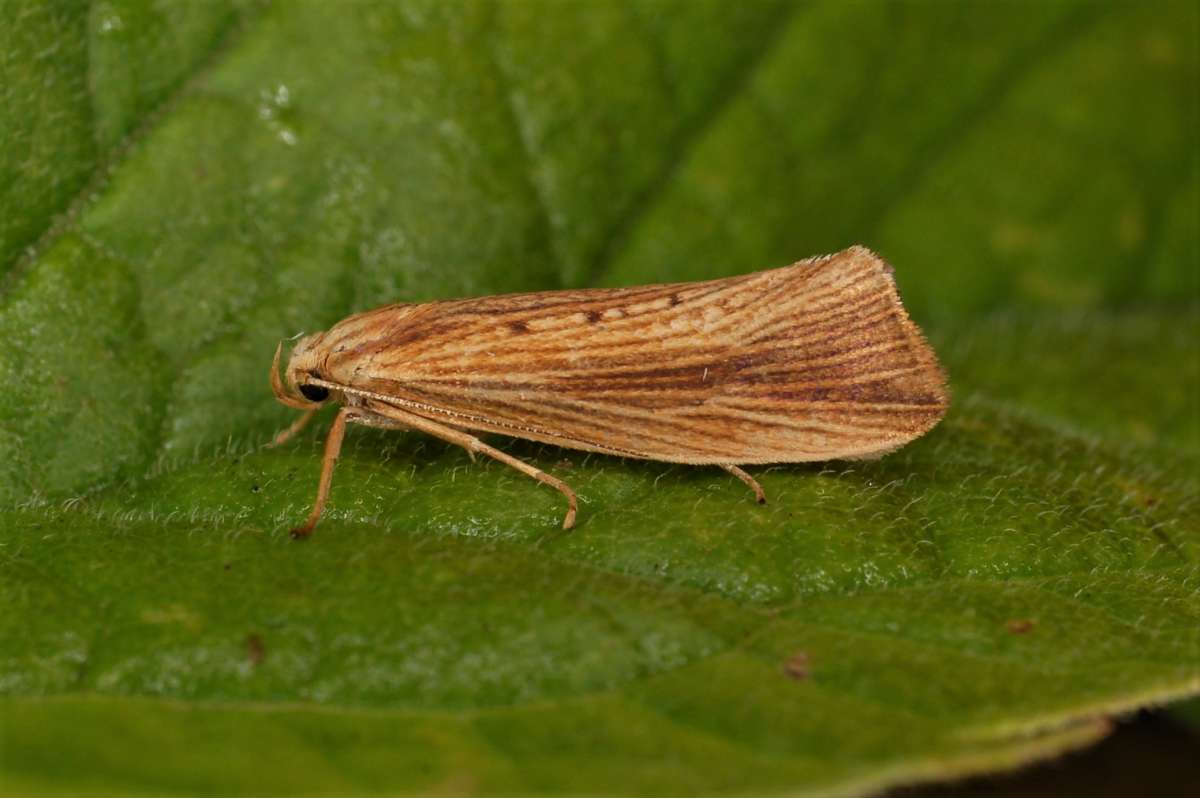 Reed Fanner (Orthotelia sparganella) photographed in Kent by Antony Wren 