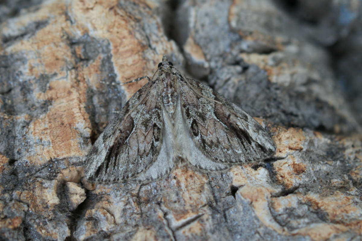 Cypress Carpet (Thera cupressata) photographed at Aylesham  by Dave Shenton 