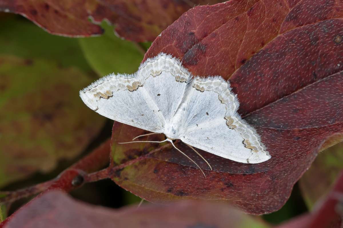 Lace Border (Scopula ornata) photographed in Kent by Stephen Potter