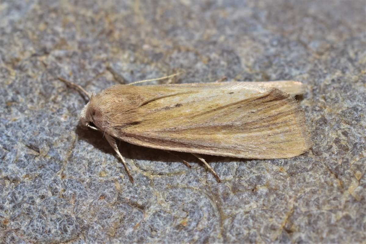 Lyme Grass (Longalatedes elymi) photographed in Kent by Antony Wren