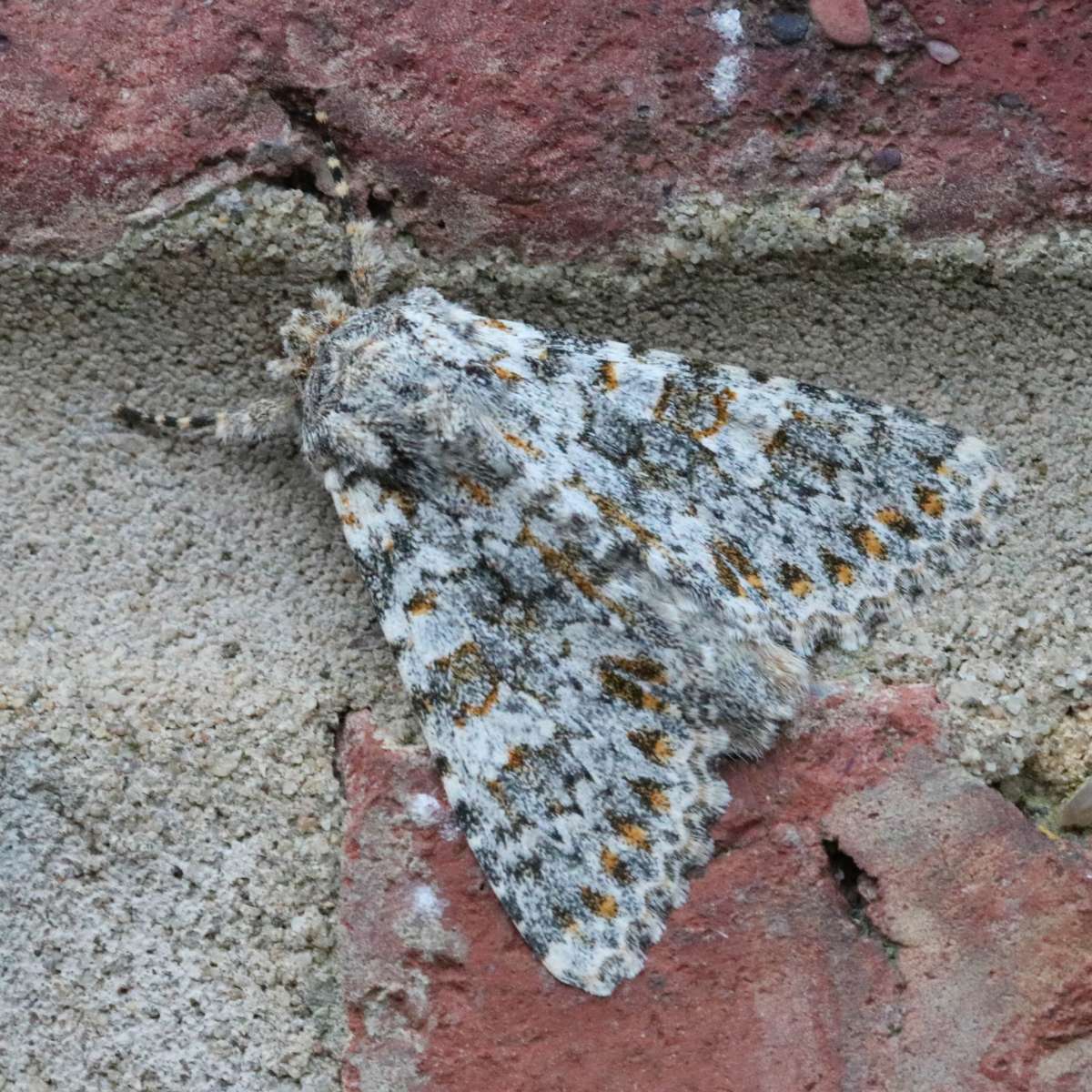 Large Ranunculus (Polymixis flavicincta) photographed in Kent by David Warwick 