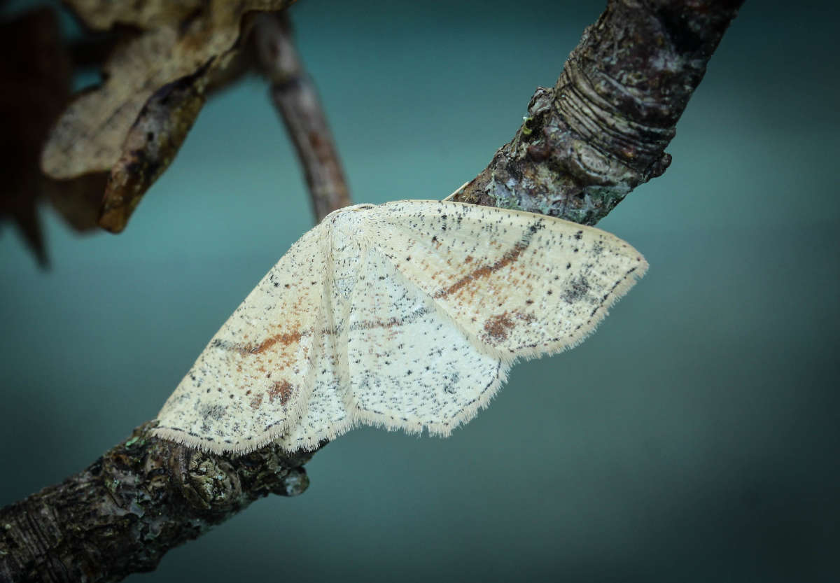 Maiden's Blush (Cyclophora punctaria) photographed in Kent by Carol Strafford 