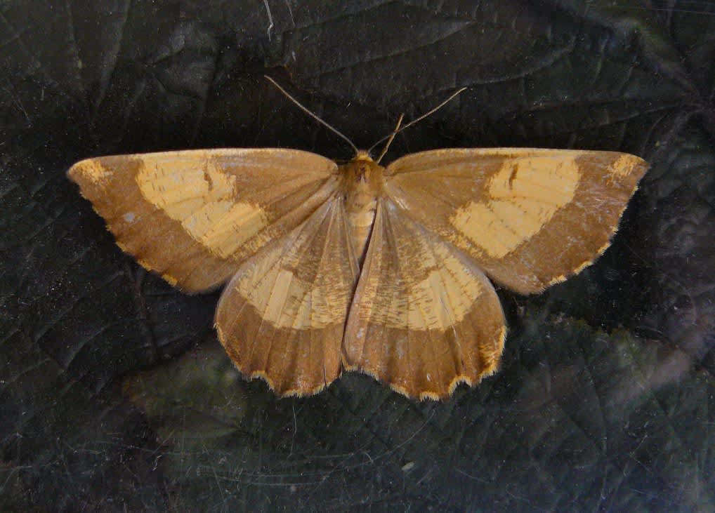 Orange Moth (Angerona prunaria) photographed in Kent by Fred Butcher 