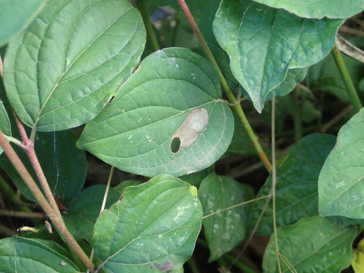 Yellow-spot Lift (Antispila petryi) photographed at Aylesham  by Dave Shenton 