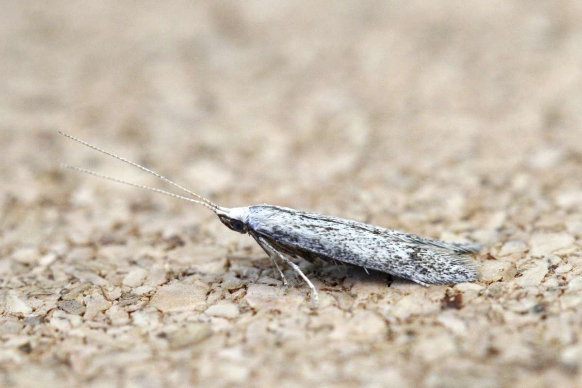 Black-stigma Case-bearer (Coleophora hemerobiella) photographed in Kent by Josh Jones 