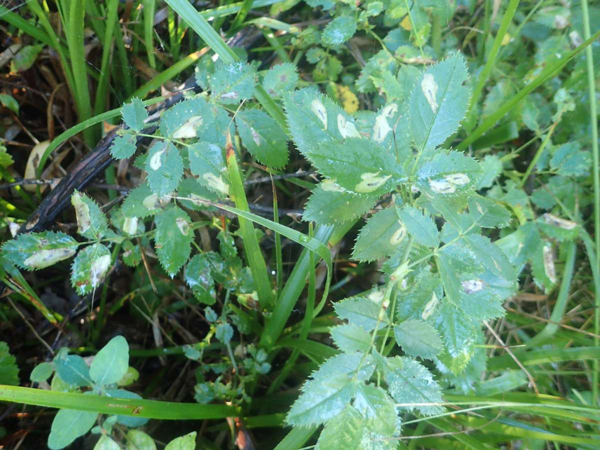 Rose Carl (Coptotriche angusticollella) photographed in Kent by Dave Shenton 