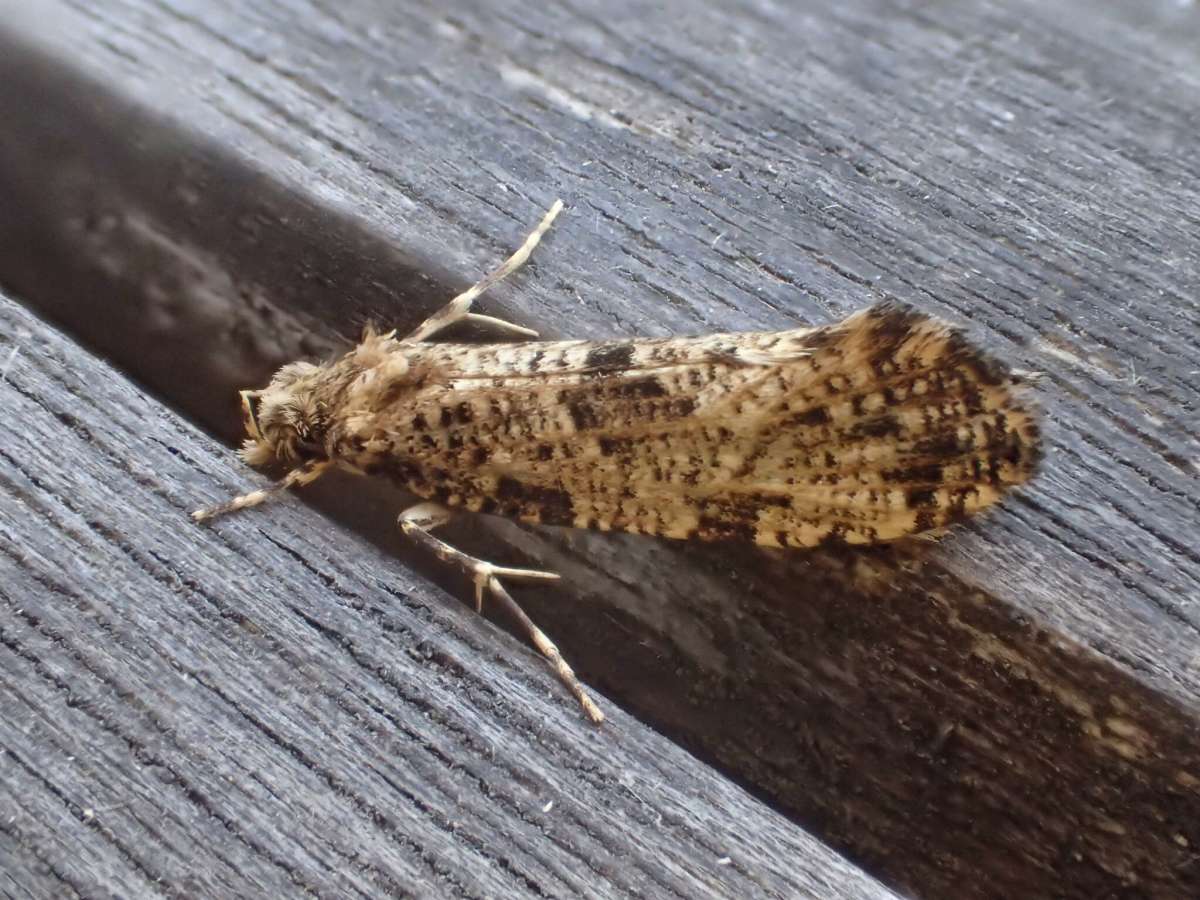 Large Clothes Moth (Morophaga choragella) photographed in Kent by Dave Shenton 