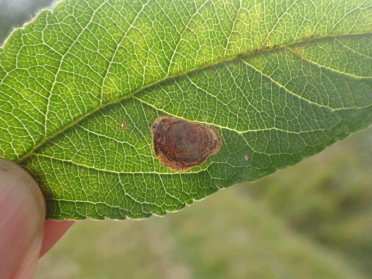 Pear-leaf Blister Moth (Leucoptera malifoliella) photographed at Upper Mystole Park Farm  by Dave Shenton 