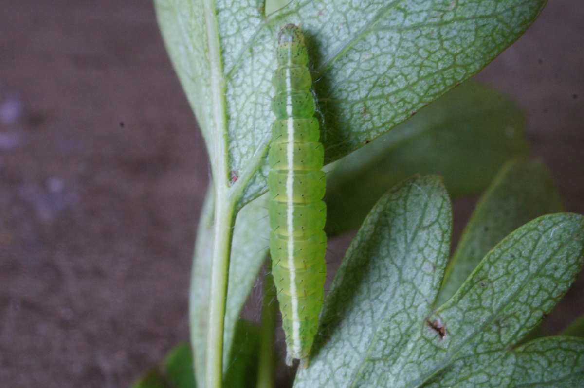 Wainscot Smudge (Ypsolopha scabrella) photographed in Kent by Dave Shenton