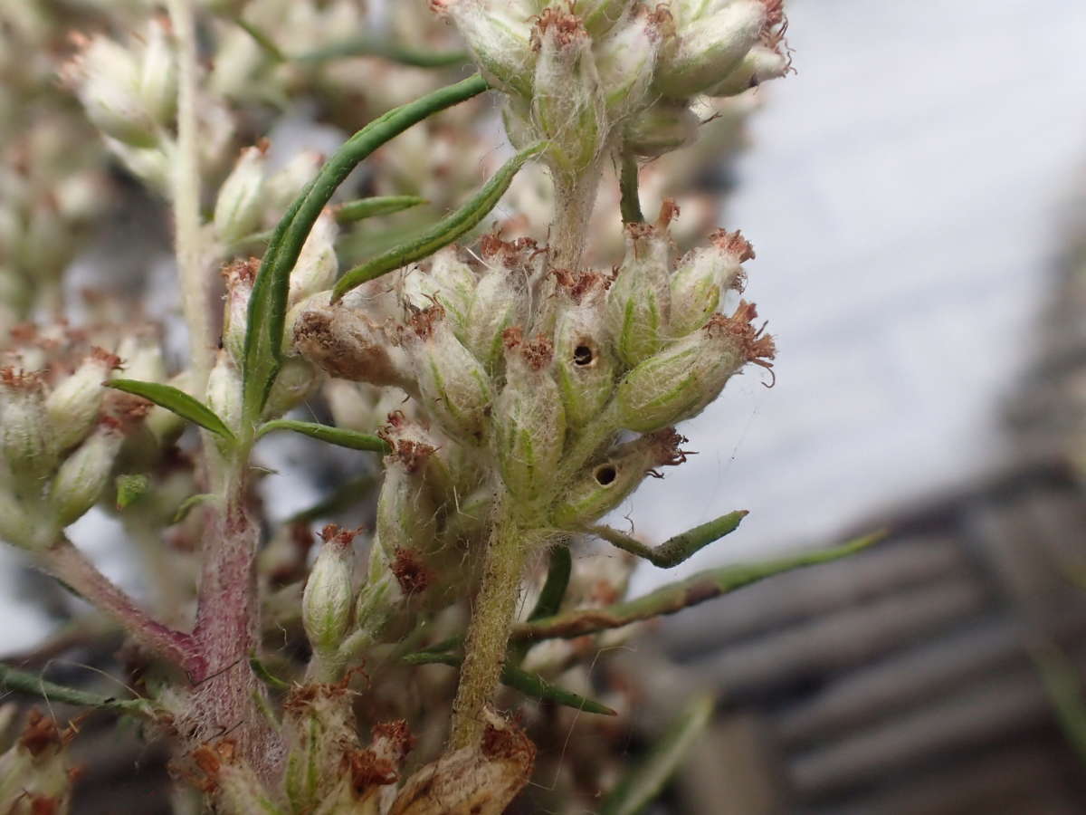 Mugwort Case-bearer (Coleophora artemisicolella) photographed in Kent by Dave Shenton 