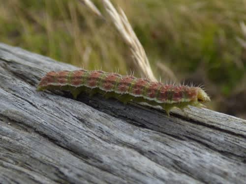 Bordered Straw (Heliothis peltigera) photographed at Samphire Hoe  by Rebecca Levey