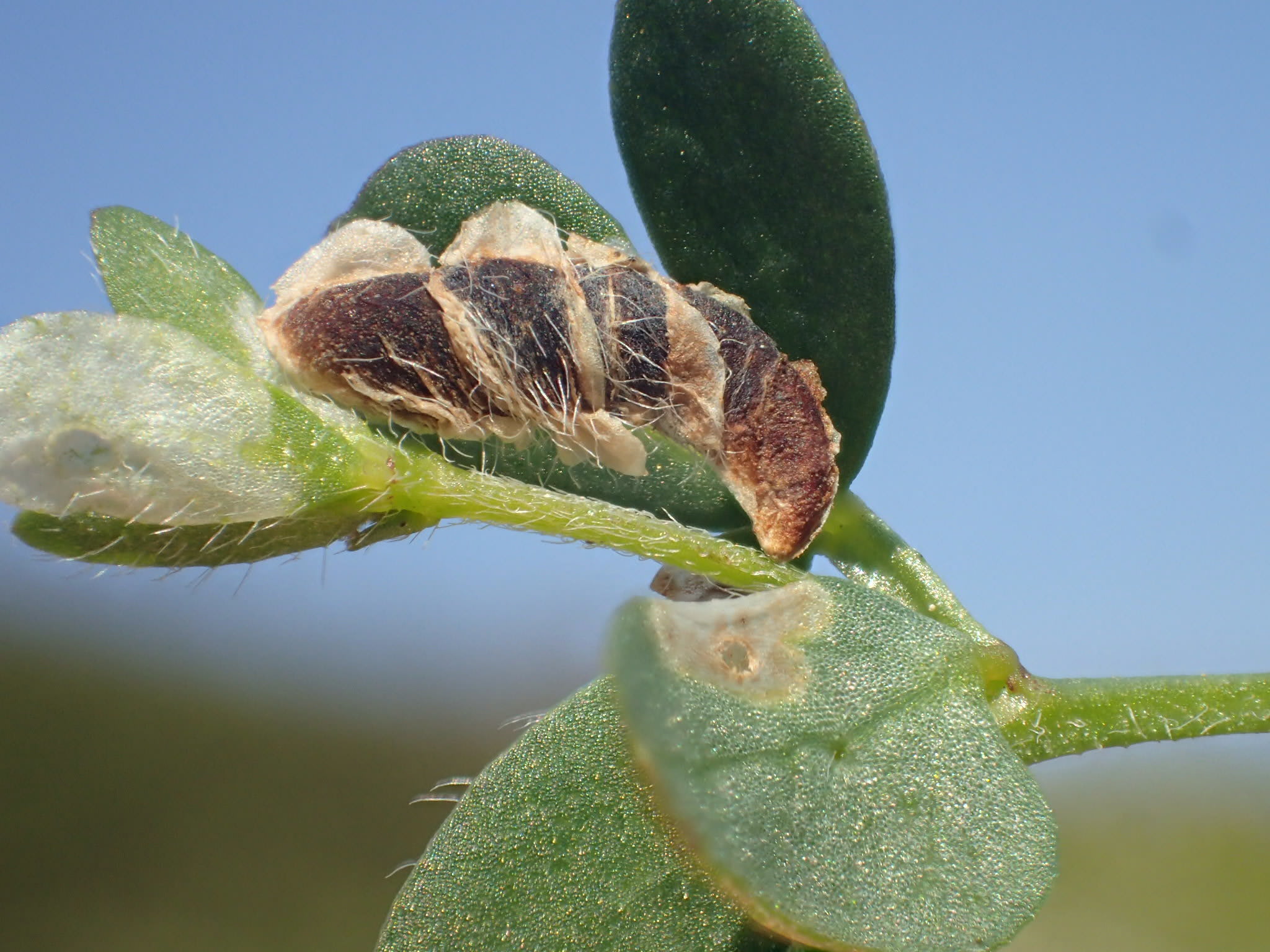 Lotus Case-bearer (Coleophora discordella) photographed at Folkestone Warren  by Dave Shenton 