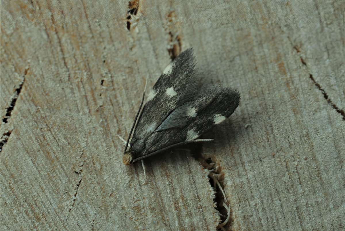 Treble-spot Flat-body (Telechrysis tripuncta) photographed in Kent by Antony Wren