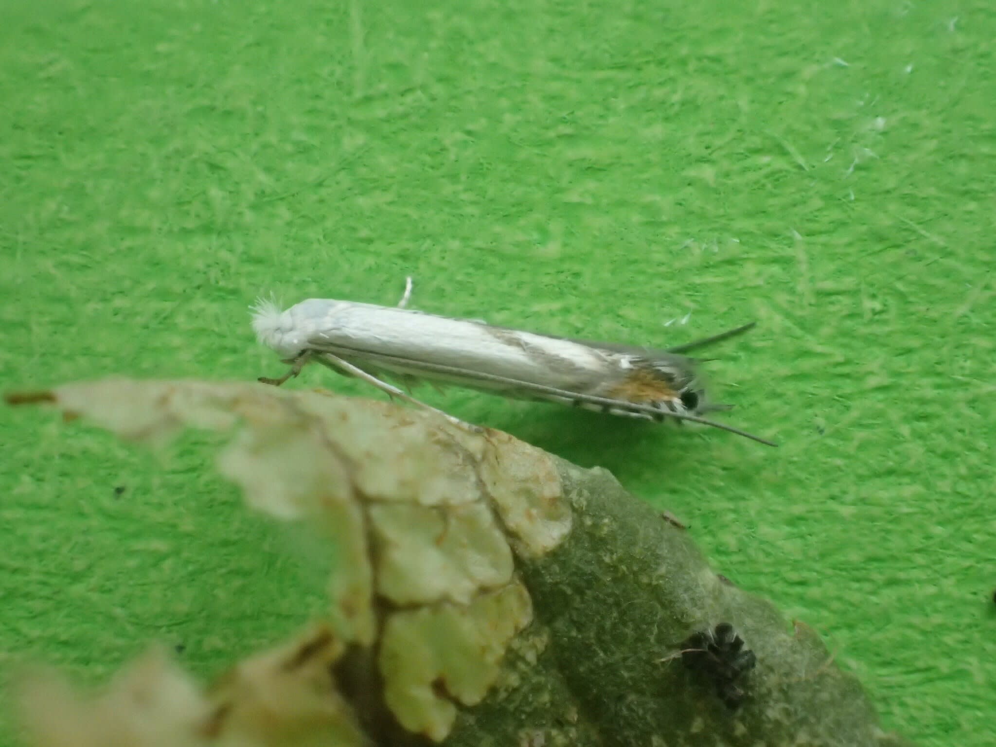 Striped Bent-wing (Lyonetia prunifoliella) photographed at Aylesham  by Dave Shenton 